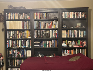 cat Potato atop my bookshelves