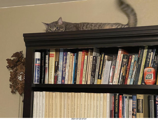 cat Potato atop my bookshelves