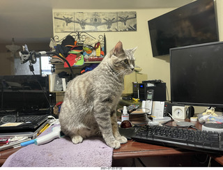 cat Potato at my feet