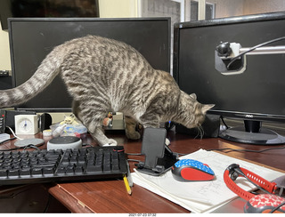 cat Potato on my desk