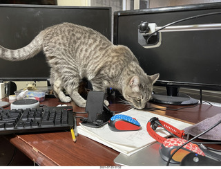 cat Potato hiding in my cabinet
