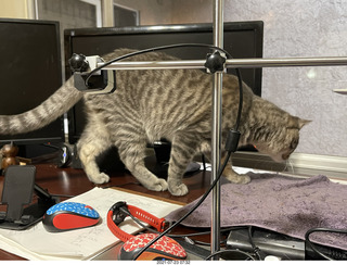 cat Potato on my desk