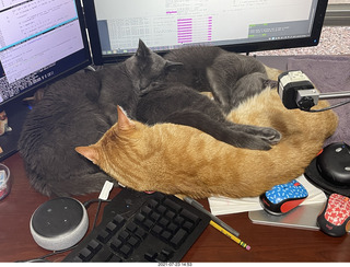 928 a15. my cats Jane, Max, and Devin