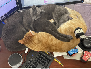 929 a15. my cats Jane, Max, and Devin