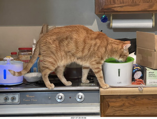 936 a15. my cat Max drink