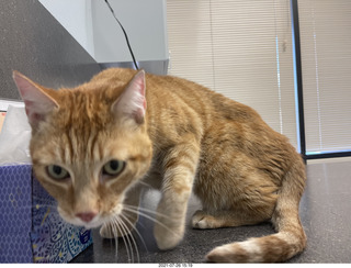 943 a15. my cat Max going at the vet