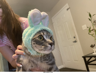 cat Potato in my computer cabinet