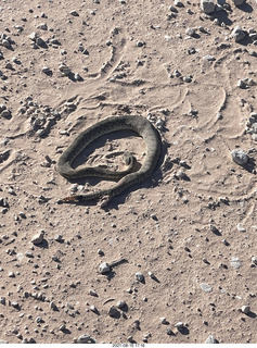 Mystic Bluffs fly-in - antique car