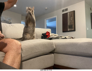 Potato with rabbit-ears cap