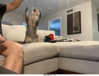 Potato with rabbit-ears cap