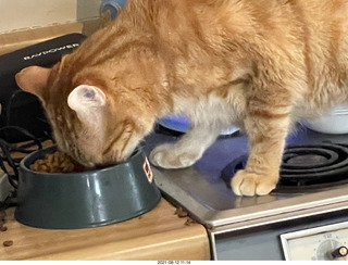 958 a16. my cat Max eating