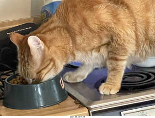 959 a16. my cat Max eating