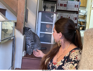 cat Potato atop my bookshelves - hiss
