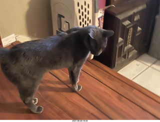 my cats Jane and Devin catching a cricket