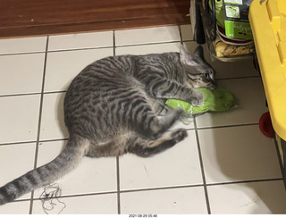 cat Potato attacking my socks