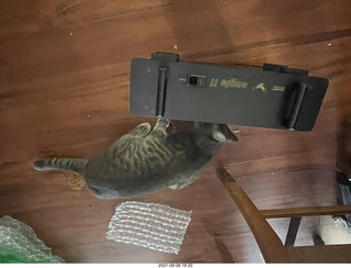 cat Potato inspecting Ealge 11 amplifier