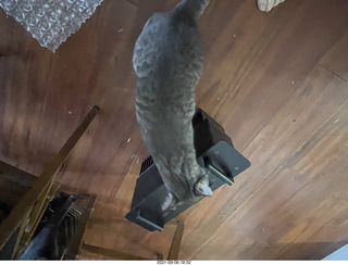 new box with Eagle 2 amplifier with cats Potato and Max