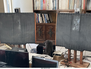 Quad ESLs, amplifier, and cat