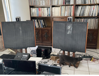 my cat Devin and Quad ELSs