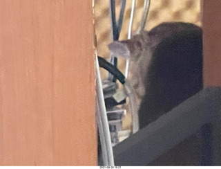 new box with Eagle 2 amplifier with cats Jane, Devin, Potato, and Max