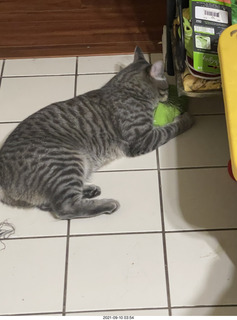 cat Potato assaulting my socks