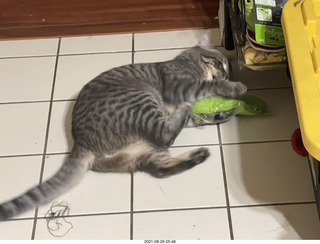 cat Potato assaulting my socks