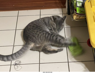 cat Potato inspecting Ealge 11 amplifier