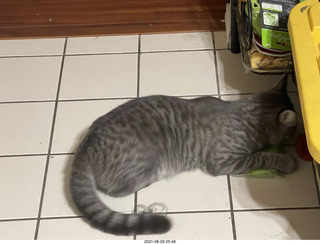 cat Potato inspecting Ealge 11 amplifier with cat Devin