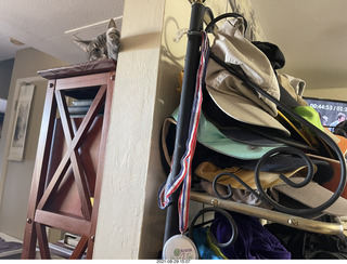 cat Potato lurking on top of my tape collection