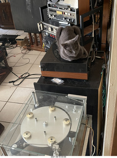 my cat Jane on top of my Linn turntable