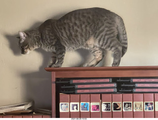 cat Potato on top of my tape collection