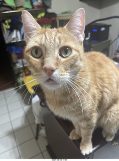 1013 a17. my cat Max