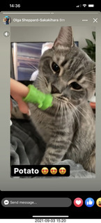 cat Potato lurking on top of my tape collection