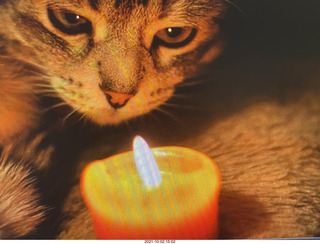 cat Potato lurking on top of my tape collection