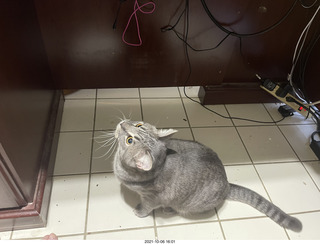 cat Potato on top of my tape collection