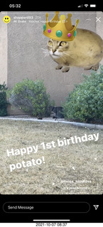 cat Potato birthday party