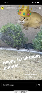 cat Potato birthday party