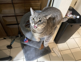 first day with visiting cat Potato