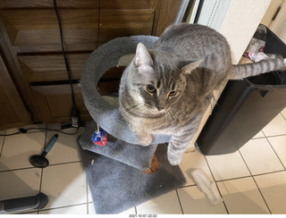 first day with visiting cat Potato