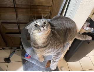 first day with visiting cat Potato