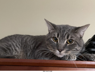 first day with visiting cat Potato