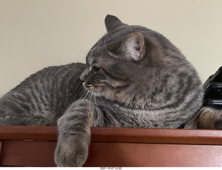 first day with visiting cat Potato