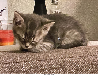 cat Potato as a kitten, old picture