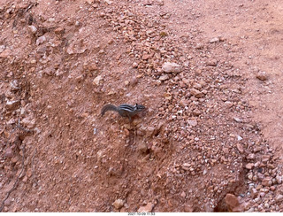 144 a18. Bryce Canyon - Peekaboo hike - chipmunk