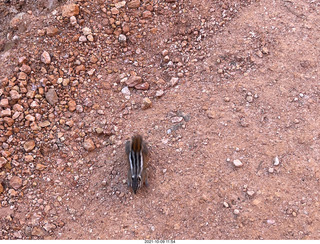 149 a18. Bryce Canyon - Peekaboo hike - chipmunk