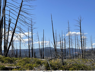 204 a18. Bryce Canyon drive - burnt trees