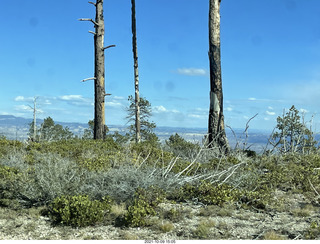 226 a18. Bryce Canyon drive - burnt trees