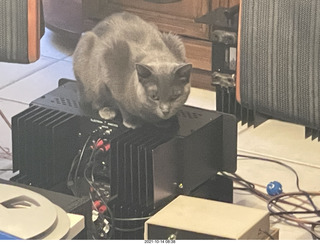 my tv room + my cat Jane