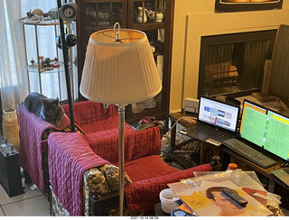 cat Devin in my hifi room