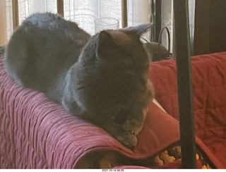 my cat Devin in the hifi room